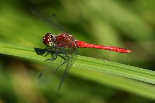 Réf. 236 804 : Sympetrum sanguineum